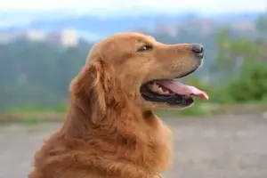 cute-dog-2-doggie-style-mobile-dog-grooming