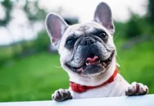 cute-dog-doggie-style-mobile-dog-grooming