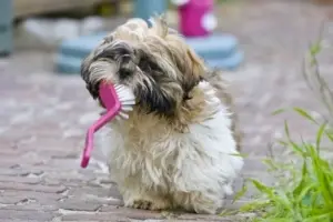 cute-dog-4-doggie-style-mobile-dog-grooming