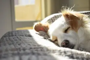 cute-dog-doggie-style-mobile-dog-grooming